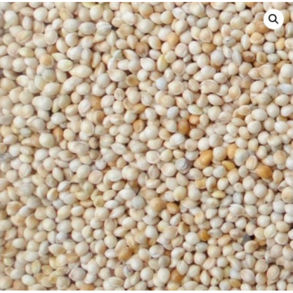 Mijo Blanco Manitoba 1 kg Semillas