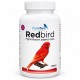 RedBird | Pigmentación pájaros rojos Bird coloring