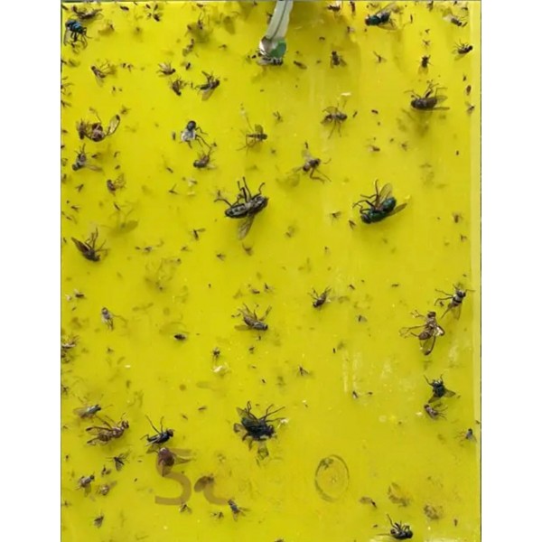 Trampa adhesiva impermeable de doble cara para insectos voladores Higiene Trampa adhesiva impermeable de doble cara para insectos voladores Higiene