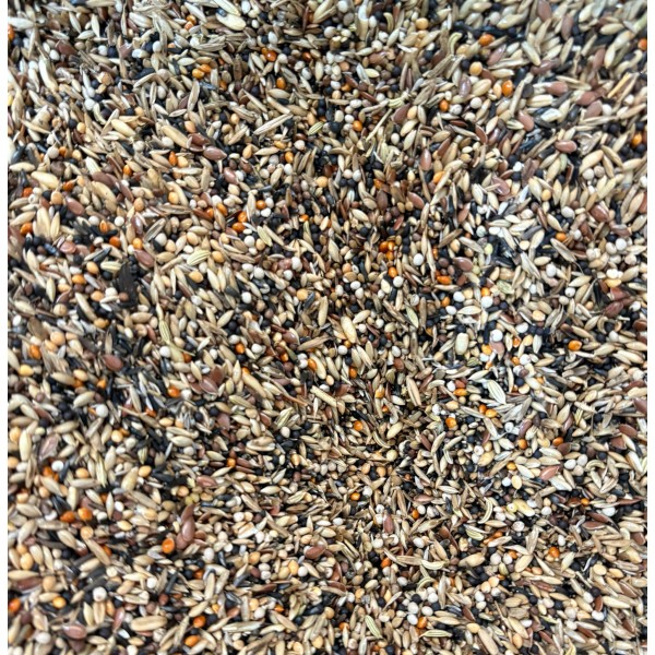 Best Condition Semillas de la Salud (Manitoba) 1 kg Semillas