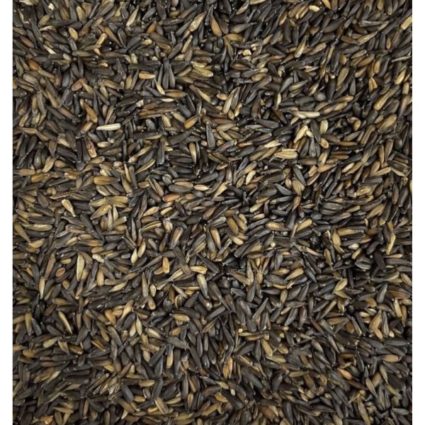Pipa Negra Diminuta 1 Kg | StrongCages Seeds