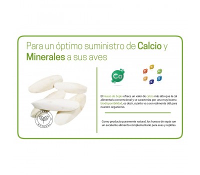 Hueso de sepia (tamaño MAXI)