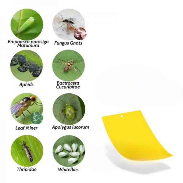 Trampa adhesiva impermeable de doble cara para insectos voladores Higiene Trampa adhesiva impermeable de doble cara para insectos voladores Higiene