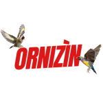 Ornizin