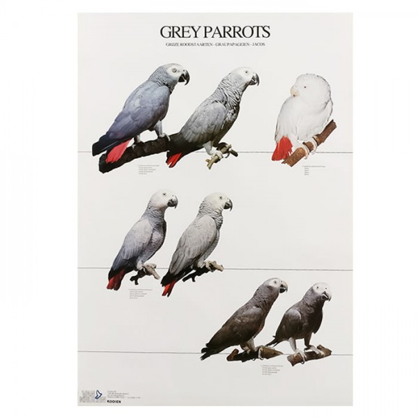 Grey Parrot Posters y Láminas