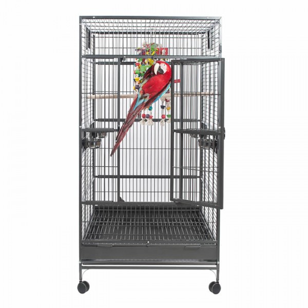 Single Macaw Single Macaw
