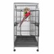 Single Macaw Single Macaw