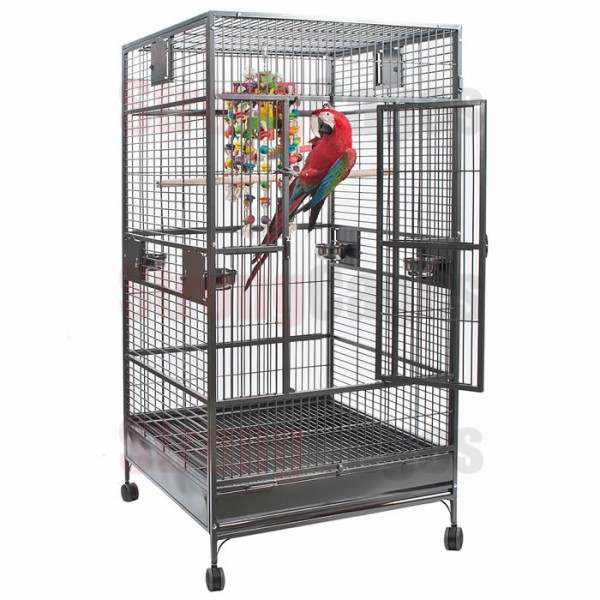 Single Macaw Single Macaw