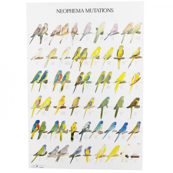 Neophema Mutations