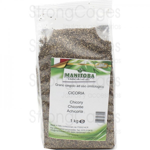 Achicoria (Manitoba) 1kg. Seeds
