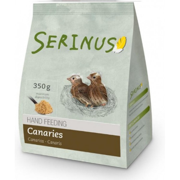 Serinus Papilla Canarios Serinus Papilla Canarios