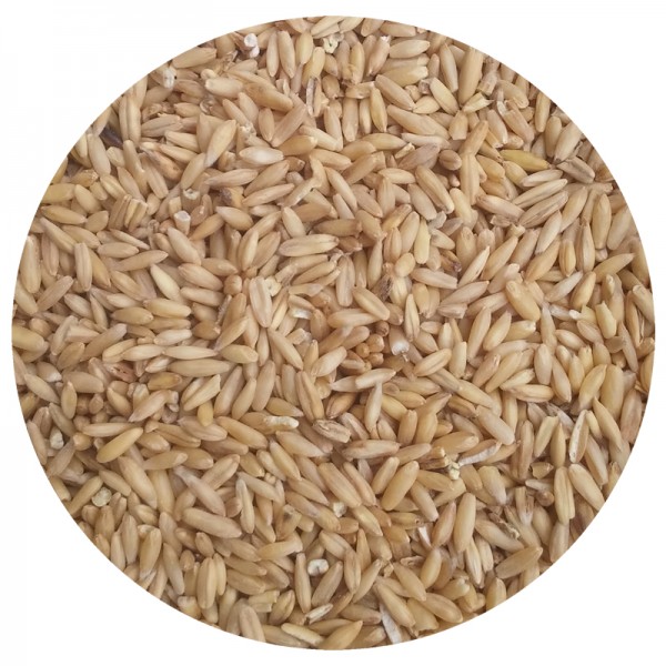 Avena pelada Avena pelada