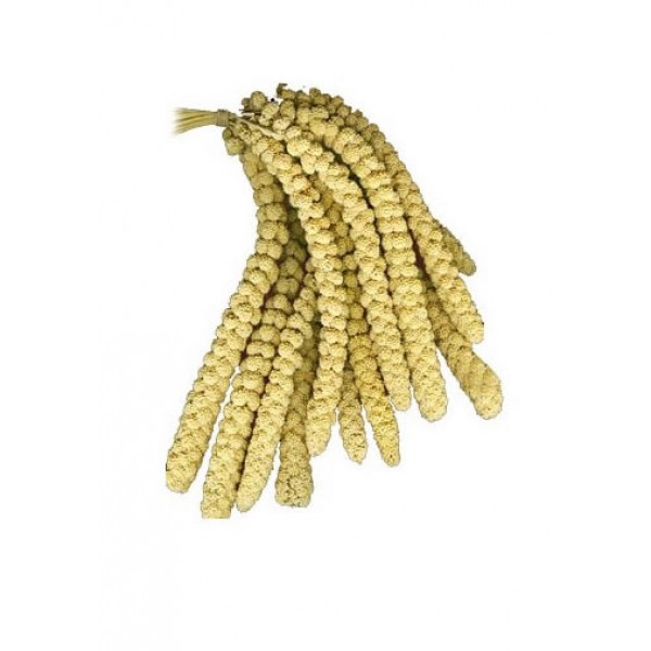 Panizo espiga amarillo Panizo espiga amarillo