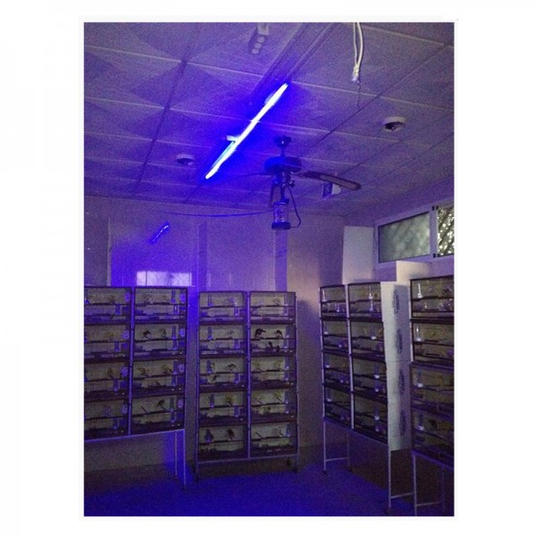 220V LED STRIP BLUE LIGHT EFFECT MOON NIGHT WITH CONNECTION 220V LED STRIP BLUE LIGHT EFFECT MOON NIGHT WITH CONNECTION