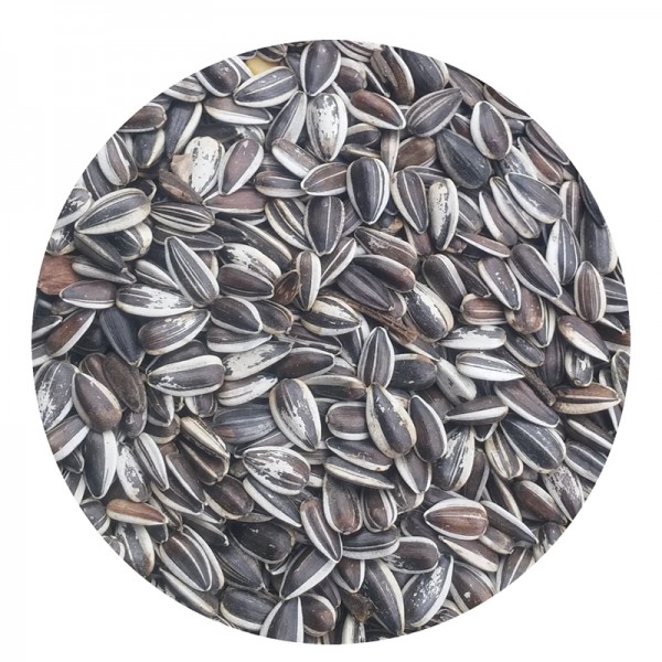 Pipa Iregui Seeds