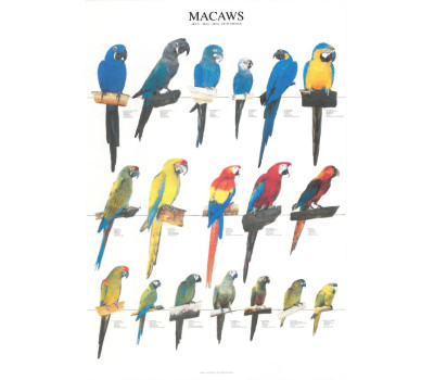 Guacamayos - Macaws
