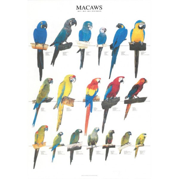 Guacamayos - Macaws