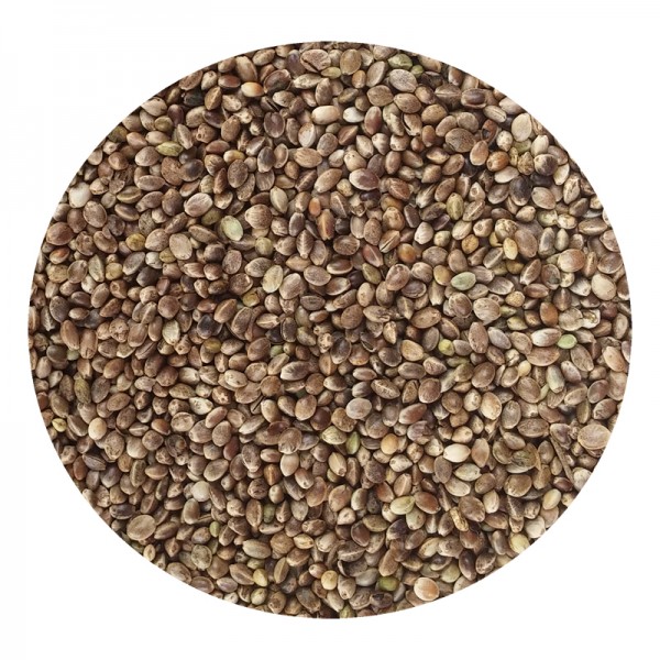 Cañamon Seeds Cañamon Seeds